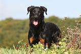 BEAUCERON 519